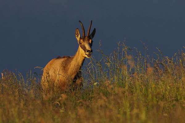 Gämse im Abendlicht