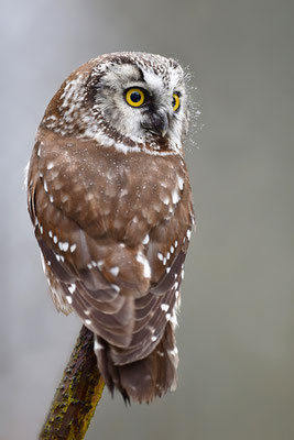Raufußkauz, Nationalpark Bayrischer Wald Tierfreigelände Neuschönau