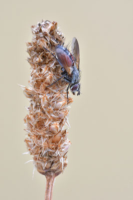 Fliege