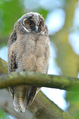 Waldohreule Ästling, Jungvogel