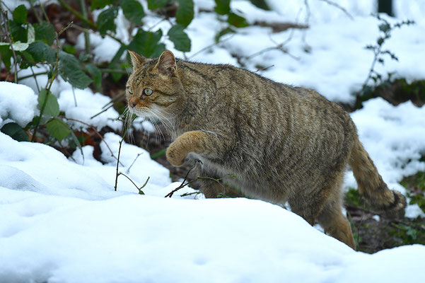 Wildkatze