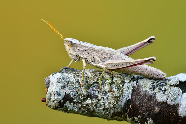 Goldschrecke Weibchen