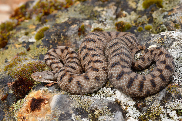Aspisviper