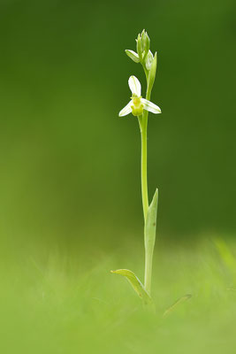 Gelbe Bienenragwurz flavescens