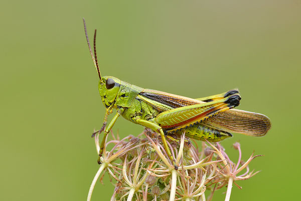 Sumpfschrecke Männchen