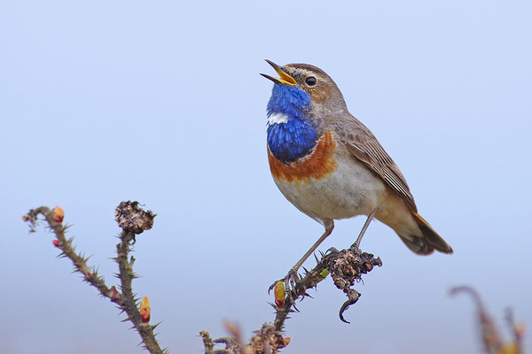 Blaukehlchen