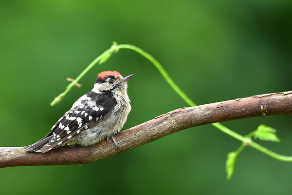 Kleinspecht Männchen