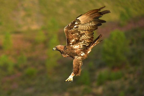 Steinadler