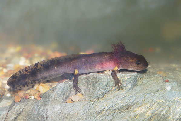 Feuersalamander Larve