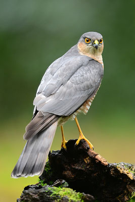 Sperber Männchen