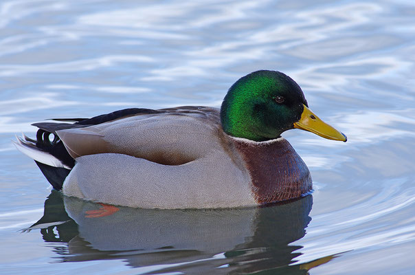 Stockente Männchen