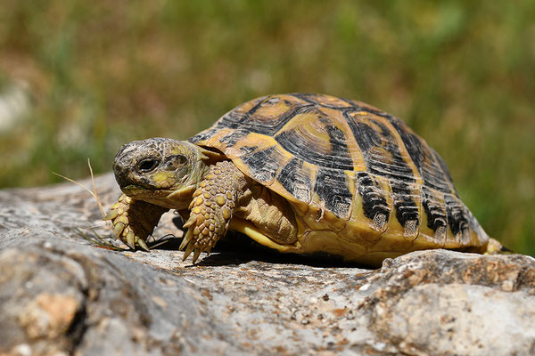 Maurische Landschildkröte
