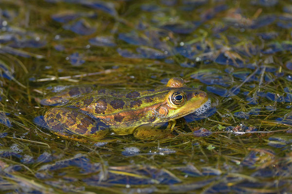 Epirus-Frosch