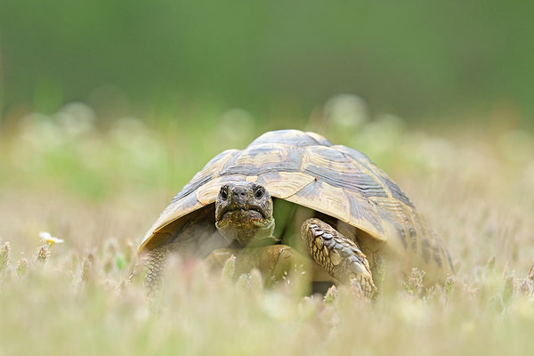 Griechische Landschildkröte