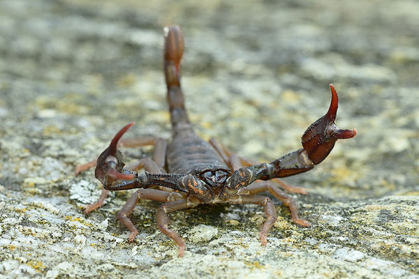 Dufours Skorpion