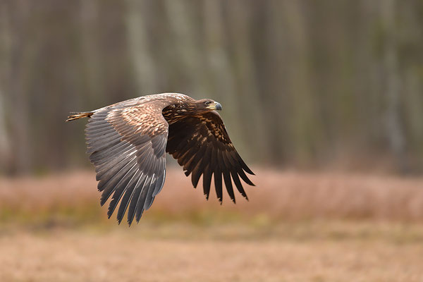 Seeadler fliegend
