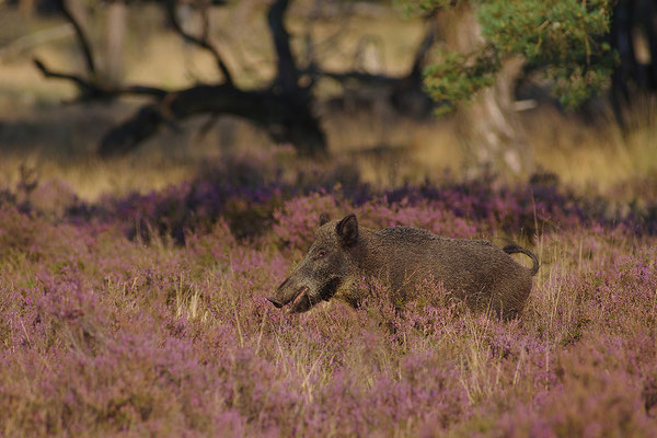 Wildschwein