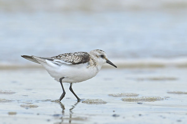 Sanderling