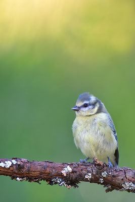 Blaumeise Jungvogel