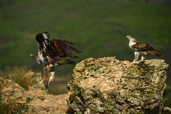 Habichtsadler