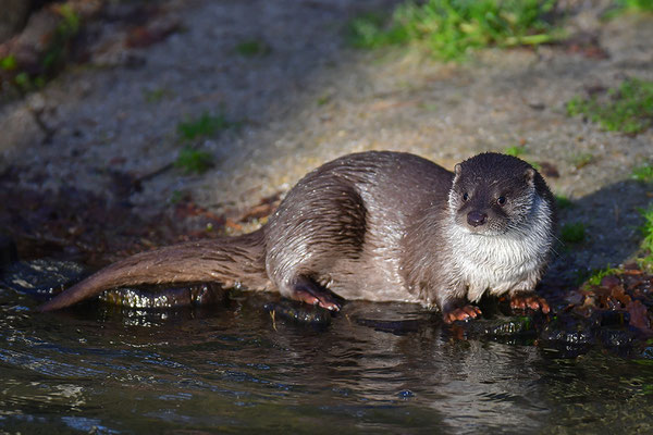 Fischotter
