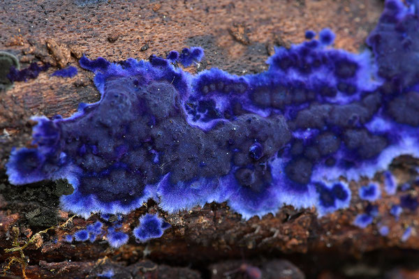 Blauer Rindenpilz