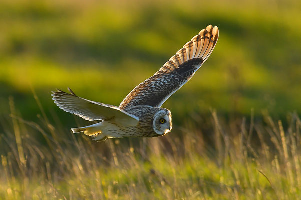 Sumpfohreule im Flug