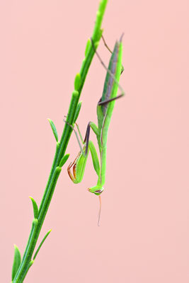Gottesanbeterin subadult