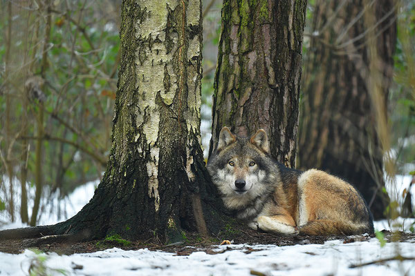 Wolf