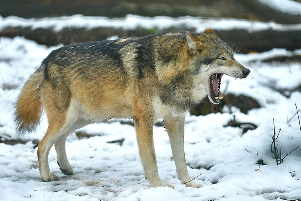 Wolf