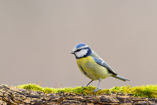 Blaumeise