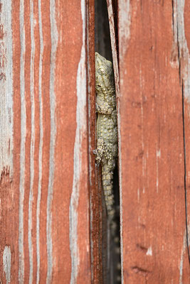 Mauergecko