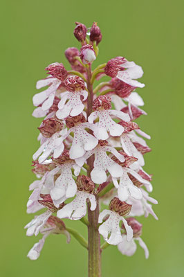 Purpurknabenkraut