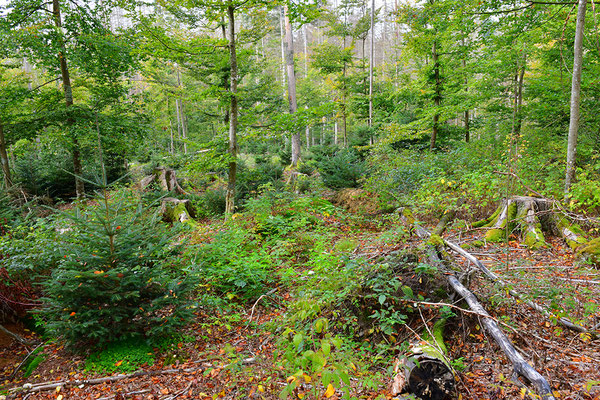 Urwald Bayrischer Wald
