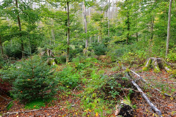 Urwald Bayrischer Wald