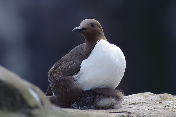 Trottellumme Weibchen mit Jungvogel