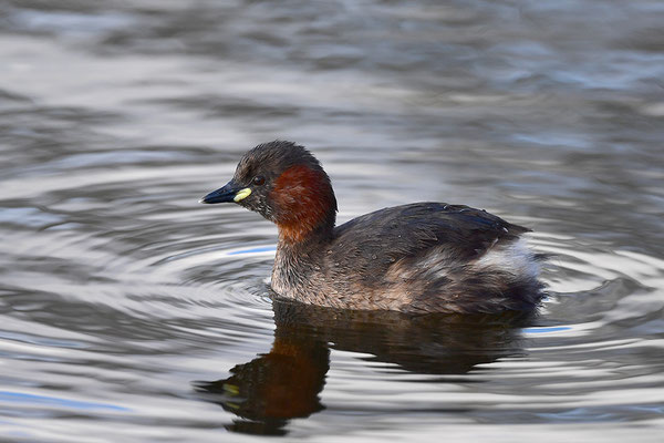 Zwergtaucher