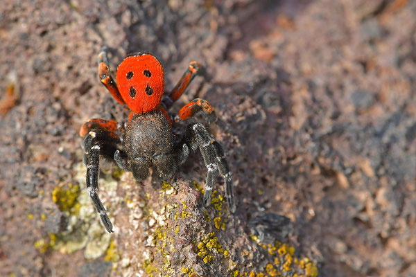 Rote Röhrenspinne, Männchen