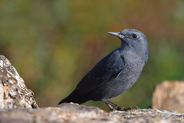 Blaumerle