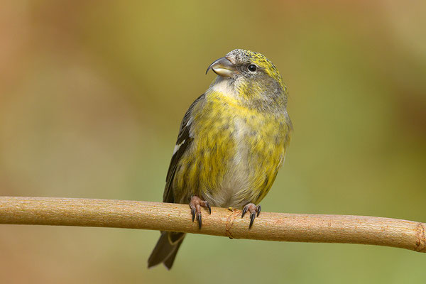 Bindenkreuzschnabel Weibchen
