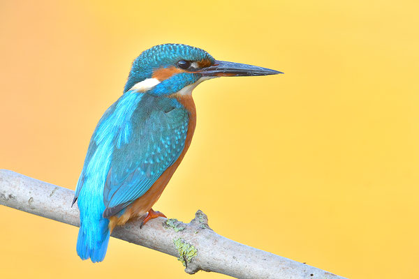 Eisvogel
