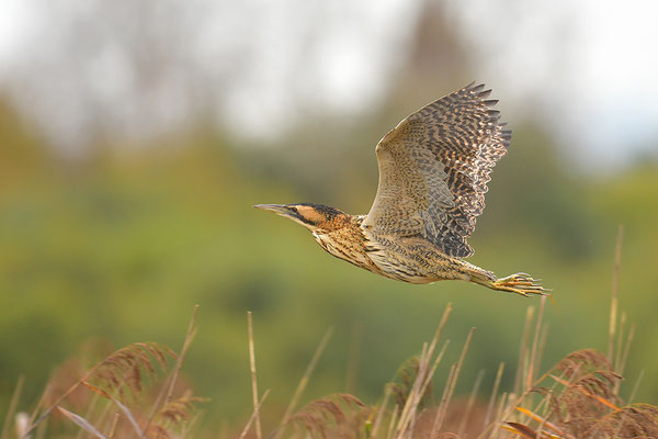 Rohrdommel im Flug