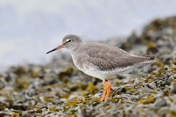 Rotschenkel