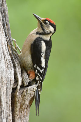 Buntspecht Jungvogel