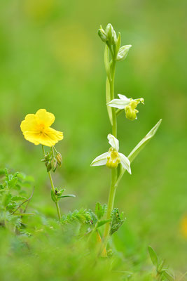 Gelbe Bienenragwurz flavescens