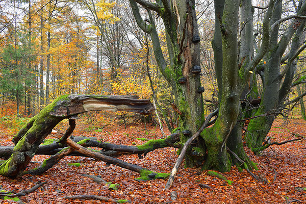 Hutewald Kalterherberg