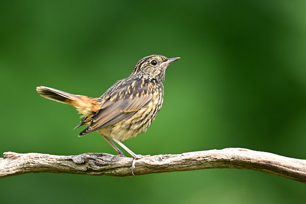 Blaukehlchen Jungvogel