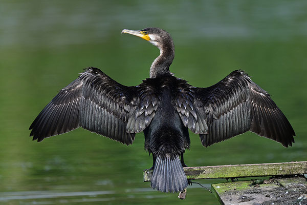Kormoran