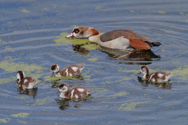 Nilgans mit Jungvögeln