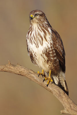 Mäusebussard